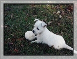 szczeniak, West Highland White Terrier, piłka